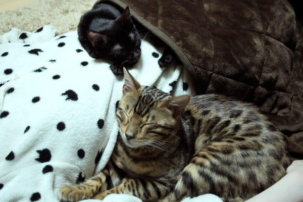 ベンガル猫と添い寝