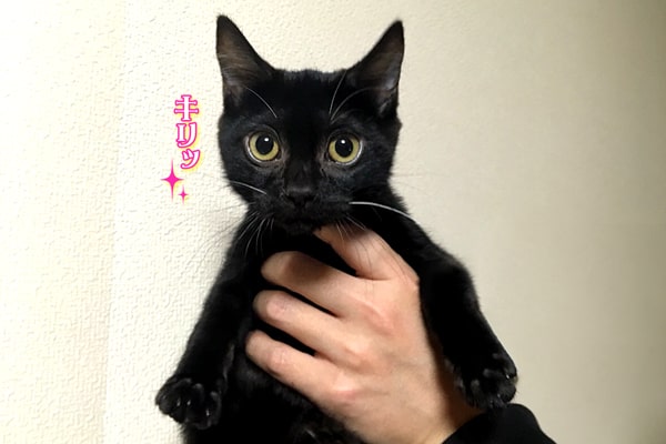 ベンガル猫の黒色メラニスティック