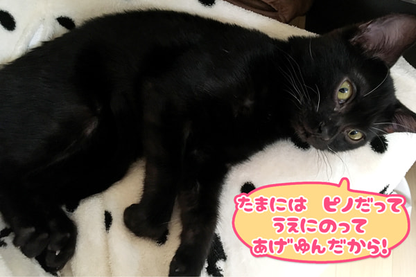 ベンガル猫の黒色メラニスティック