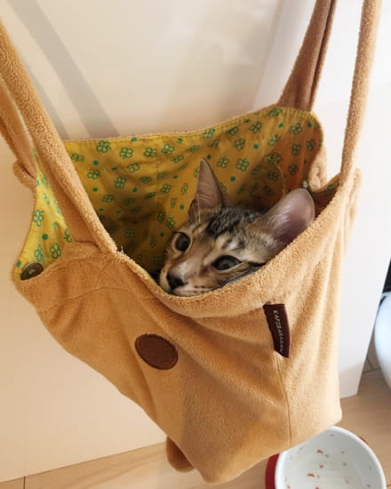 ベンガルの仔猫はバッグに入る