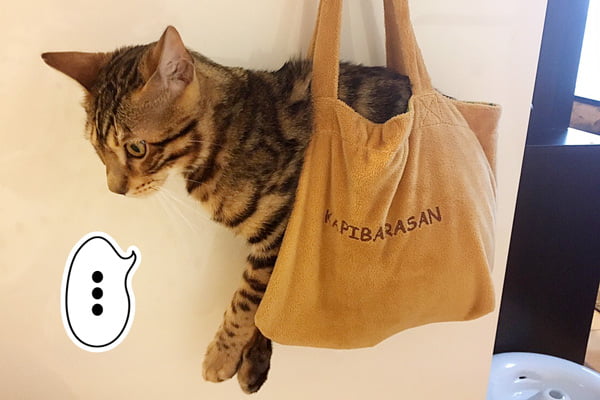大きくなったベンガル猫にはバッグは狭い