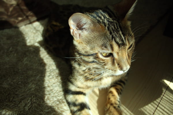 ベンガル猫の日向ぼっこ