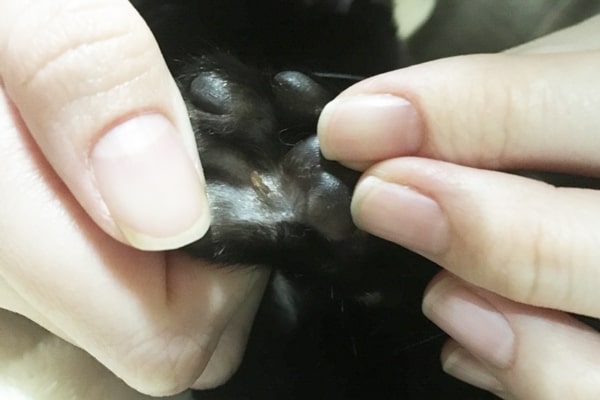 猫の指間炎の症状と治療過程