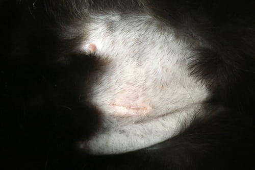 ベンガル猫の避妊手術と傷が治るまでの経過記録