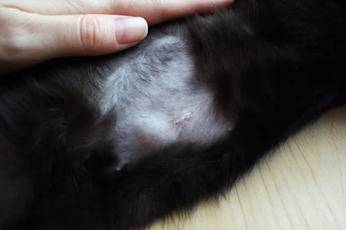 ベンガル猫の避妊手術と傷が治るまでの経過記録