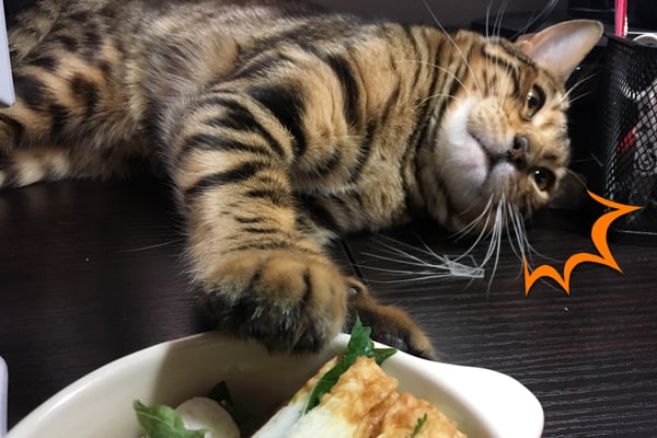 チーちくが食べたいベンガル猫