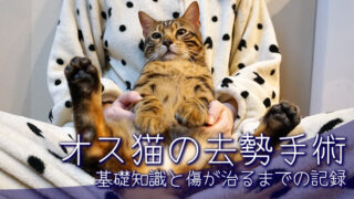 猫を飼うのにお金はいくら必要なの 実際にかかった初期費用と飼育用品の紹介 ベンガル猫のテトとピノ