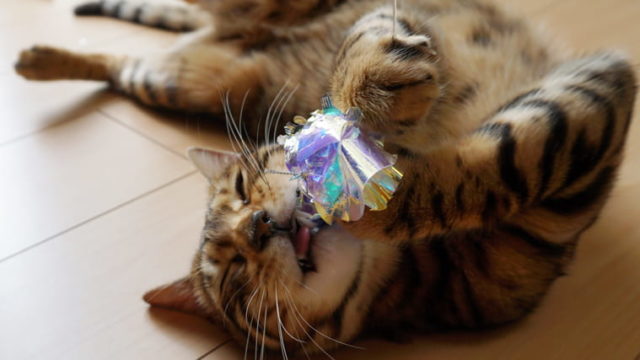 100均一で節約おもちゃ 猫を魅了するオーロラフィルムのキラキラボール ベンガル猫のテトとピノ