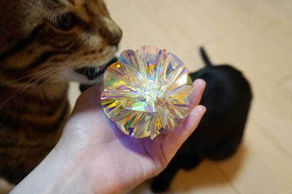 100均一で節約おもちゃ 猫を魅了するオーロラフィルムのキラキラボール ベンガル猫のテトとピノ