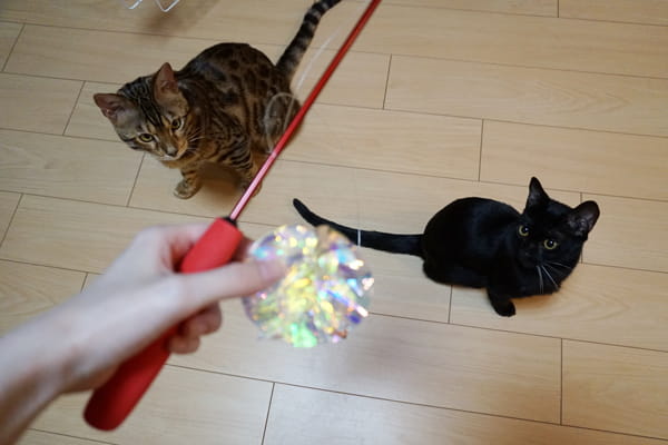 100均一で節約おもちゃ 猫を魅了するオーロラフィルムのキラキラボール ベンガル猫のテトとピノ