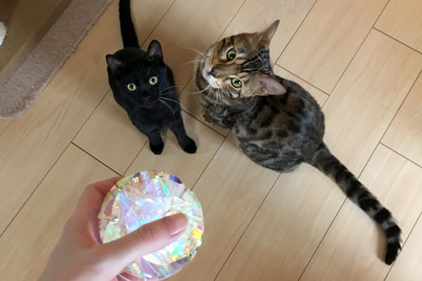 100均一で節約おもちゃ 猫を魅了するオーロラフィルムのキラキラボール ベンガル猫のテトとピノ