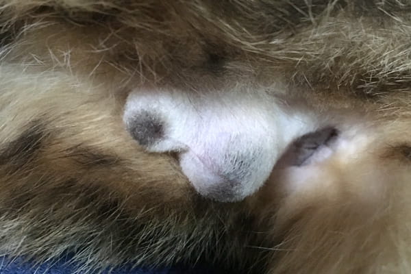 去勢手術をしたオス猫の傷が治る経過
