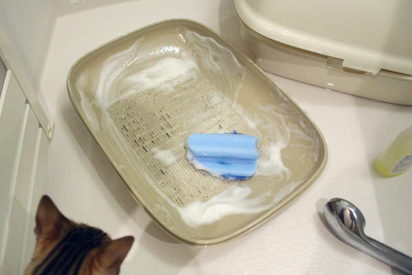 猫と飼い主にとって理想のトイレとは システムトイレのすゝめ ベンガル猫のテトとピノ