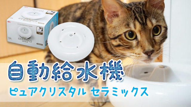 猫の自動給水器『ピュアクリスタル セラミックス』を1年間愛用してみた感想｜ベンガル猫のテトとピノ