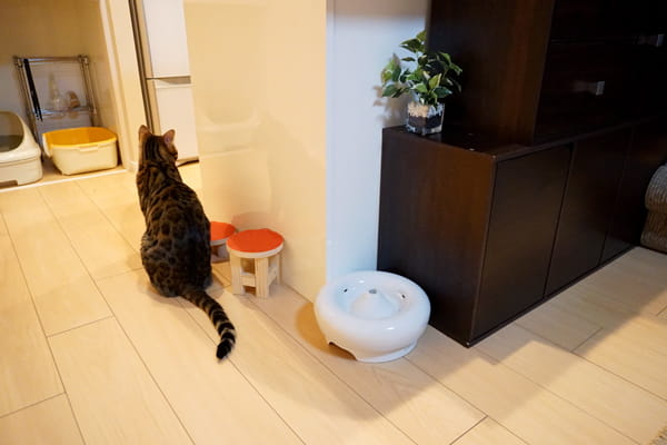 猫の自動給水器 ピュアクリスタル セラミックス を1年間愛用してみた感想 ベンガル猫のテトとピノ