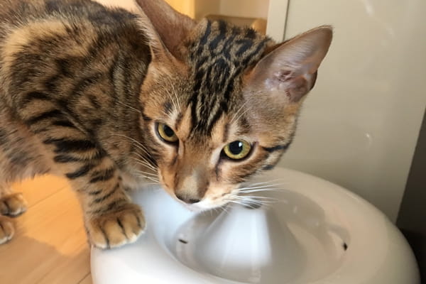 猫の自動給水器 ピュアクリスタル セラミックス を1年間愛用してみた感想 ベンガル猫のテトとピノ