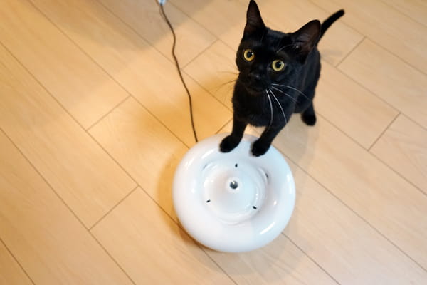 猫の自動給水器 ピュアクリスタル セラミックス を1年間愛用してみた感想 ベンガル猫のテトとピノ