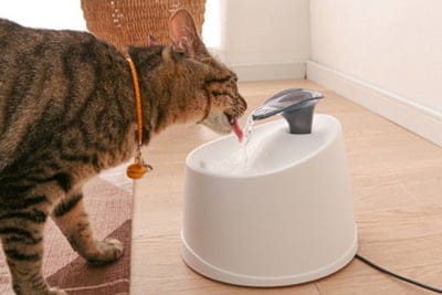 猫の自動給水器 ピュアクリスタル セラミックス を1年間愛用してみた感想 ベンガル猫のテトとピノ