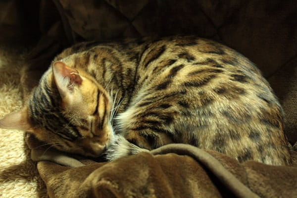 猫に生肉を与える効果やメリット 生肉主食の猫達の実態を紹介します ベンガル猫のテトとピノ 猫に生肉を与える効果やメリット 生肉主食の猫達の実態を紹介します ベンガル猫のテトとピノ