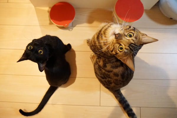 猫に生肉を与える効果やメリット 生肉主食の猫達の実態を紹介します ベンガル猫のテトとピノ 猫に生肉を与える効果やメリット 生肉主食の猫達の実態を紹介します ベンガル猫のテトとピノ