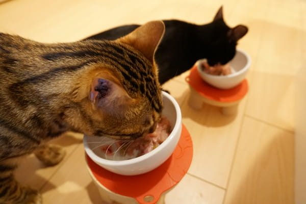 猫に生肉を与える効果やメリット 生肉主食の猫達の実態を紹介します ベンガル猫のテトとピノ 猫に生肉を与える効果やメリット 生肉主食の猫達の実態を紹介します ベンガル猫のテトとピノ