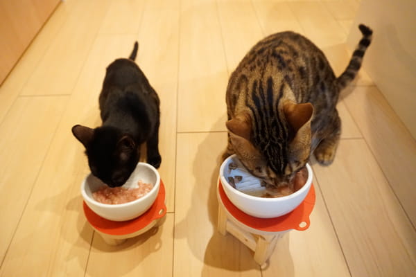 猫に生肉を与える効果やメリット 生肉主食の猫達の実態を紹介します ベンガル猫のテトとピノ 猫に生肉を与える効果やメリット 生肉主食の猫達の実態を紹介します ベンガル猫のテトとピノ