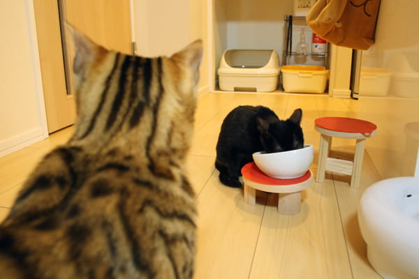 猫に生肉を与える効果やメリット 生肉主食の猫達の実態を紹介します ベンガル猫のテトとピノ 猫に生肉を与える効果やメリット 生肉主食の猫達の実態を紹介します ベンガル猫のテトとピノ