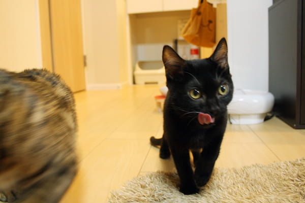 猫に生肉を与える効果やメリット 生肉主食の猫達の実態を紹介します ベンガル猫のテトとピノ 猫に生肉を与える効果やメリット 生肉主食の猫達の実態を紹介します ベンガル猫のテトとピノ