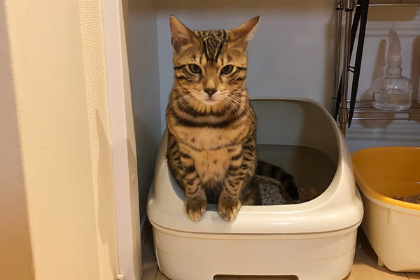 猫の1ヶ月にかかるトイレ費用