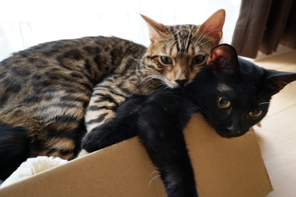 ベンガル猫の多頭飼育のメリットとデメリット