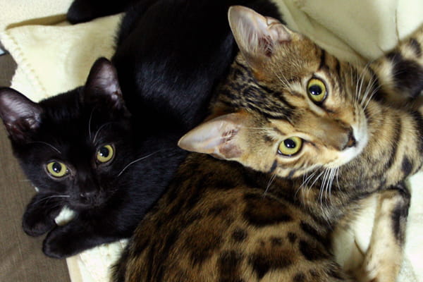 ベンガル猫の多頭飼育のメリットとデメリット