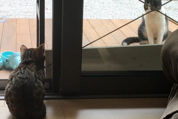 地域猫のシロクロちゃんと家猫が友達になった話