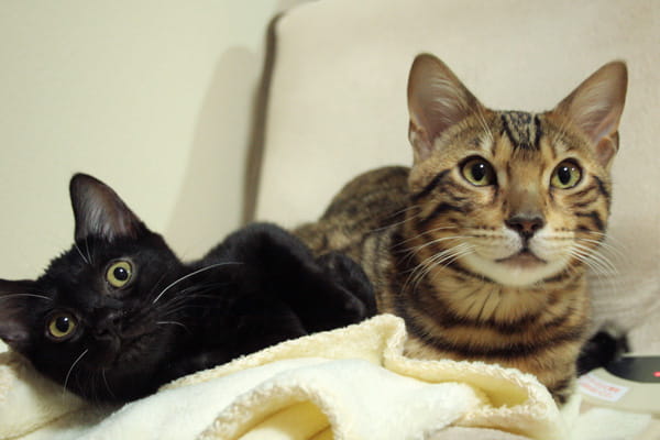 猫用暖房器具は電気代格安のミニホットカーペットがおすすめ！