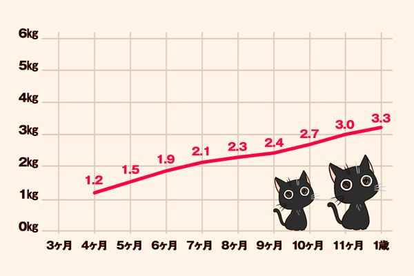 ベンガル猫の大きさと成長記録