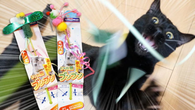 壊れにくい猫じゃらし『じゃれ猫ブンブン』で遊んでみた！｜ベンガル猫のテトとピノ