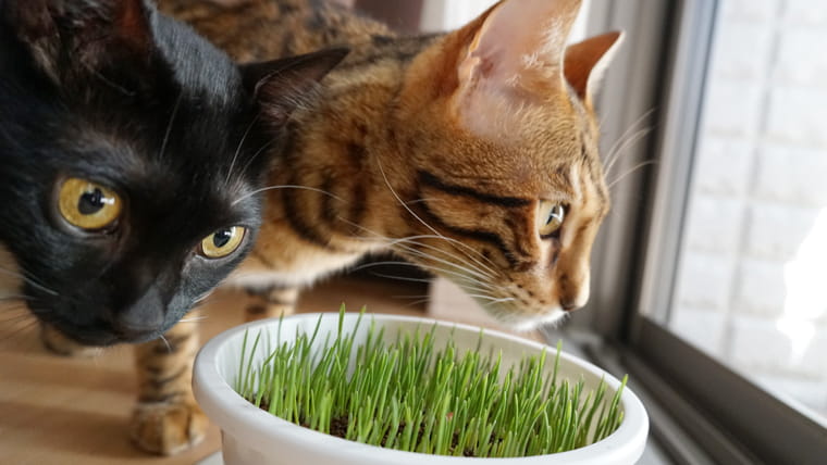 猫草って何の草 猫草の効果と必要性と与えるときの注意点 ベンガル猫のテトとピノ