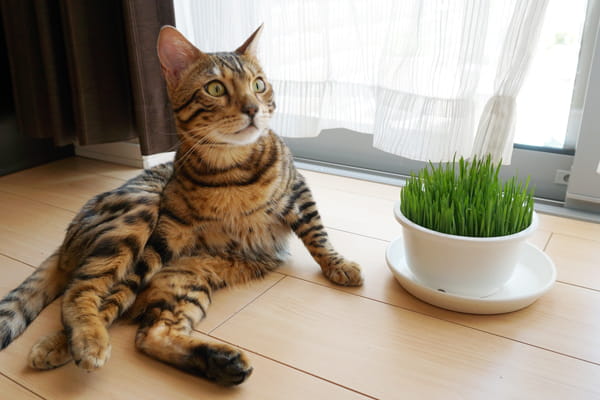 猫草って何の草 猫草の効果と必要性と与えるときの注意点 ベンガル猫のテトとピノ 猫草って何の草 猫草の効果と必要性と与えるときの注意点 ベンガル猫のテトとピノ