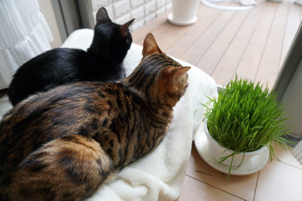 猫草って何の草 猫草の効果と必要性と与えるときの注意点 ベンガル猫のテトとピノ