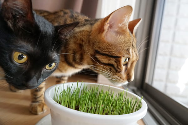 猫草って何の草 猫草の効果と必要性と与えるときの注意点 ベンガル猫のテトとピノ