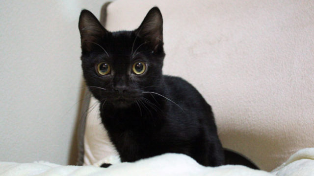 ブラックベンガルはなぜ黒い 生まれる確率やお値段 普通のベンガル猫との違いについて ベンガル猫のテトとピノ