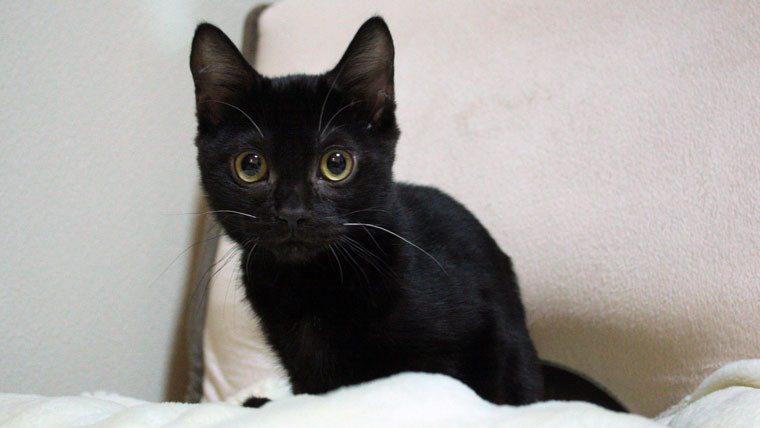 ブラックベンガルはなぜ黒い 生まれる確率やお値段 普通のベンガル猫との違いについて ベンガル猫のテトとピノ