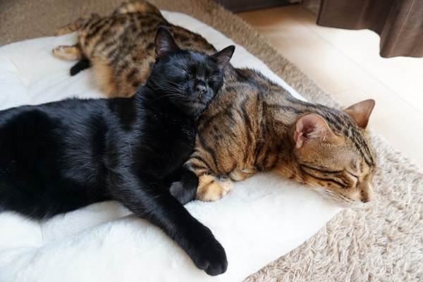猫が2匹で使えるおすすめの冬用セレブベッド