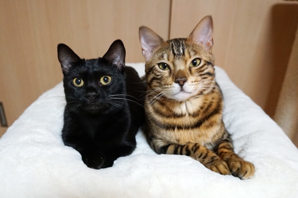 猫が2匹で使えるおすすめの冬用セレブベッド