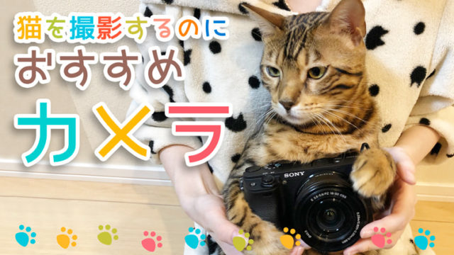 元カメラマンが厳選 猫を撮影するのに初心者でも簡単なおすすめカメラを紹介 ベンガル猫のテトとピノ