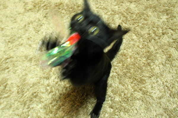 元カメラマンが厳選 猫を撮影するのに初心者でも簡単なおすすめカメラを紹介 ベンガル猫のテトとピノ