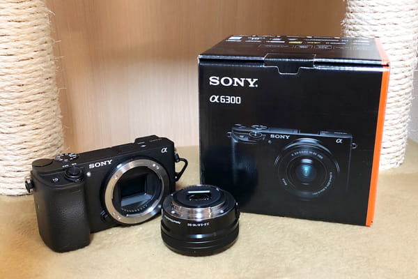 元カメラマンが厳選 猫を撮影するのに初心者でも簡単なおすすめカメラを紹介 ベンガル猫のテトとピノ