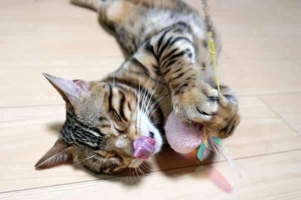 元カメラマンが厳選 猫を撮影するのに初心者でも簡単なおすすめカメラを紹介 ベンガル猫のテトとピノ