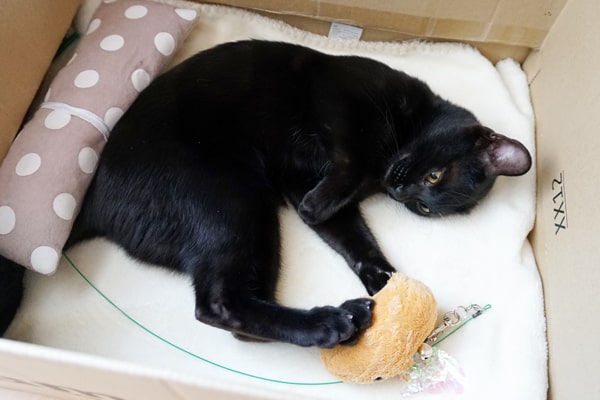 元カメラマンが厳選 猫を撮影するのに初心者でも簡単なおすすめカメラを紹介 ベンガル猫のテトとピノ