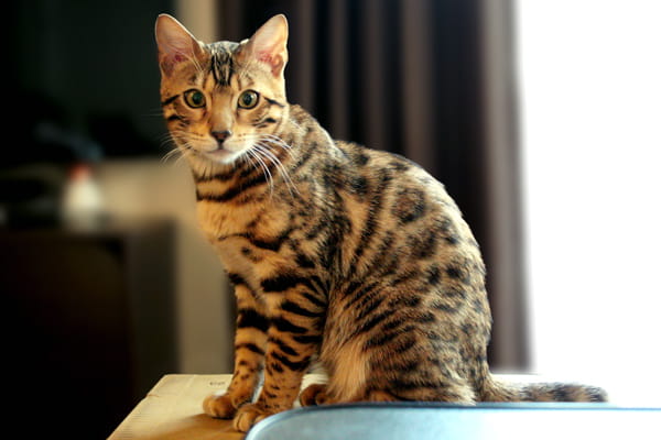 ベンガル猫は飼いやすい ベンガル猫との暮らしと1日の過ごし方 ベンガル猫のテトとピノ