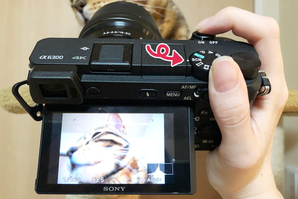猫を撮影するのにおすすめのカメラ